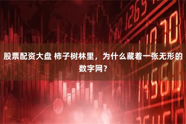 股票配资大盘 柿子树林里，为什么藏着一张无形的数字网？