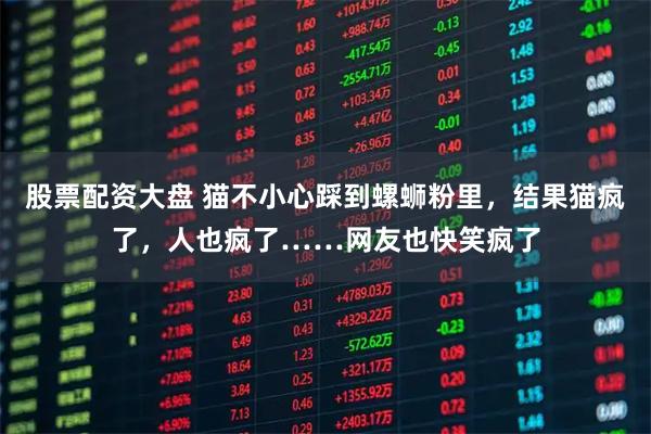 股票配资大盘 猫不小心踩到螺蛳粉里，结果猫疯了，人也疯了……网友也快笑疯了