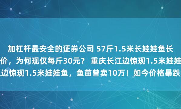 加杠杆最安全的证券公司 57斤1.5米长娃娃鱼长江边现身！曾卖10万天价，为何现仅每斤30元？ 重庆长江边惊现1.5米娃娃鱼，鱼苗曾卖10万！如今价格暴跌无人问津